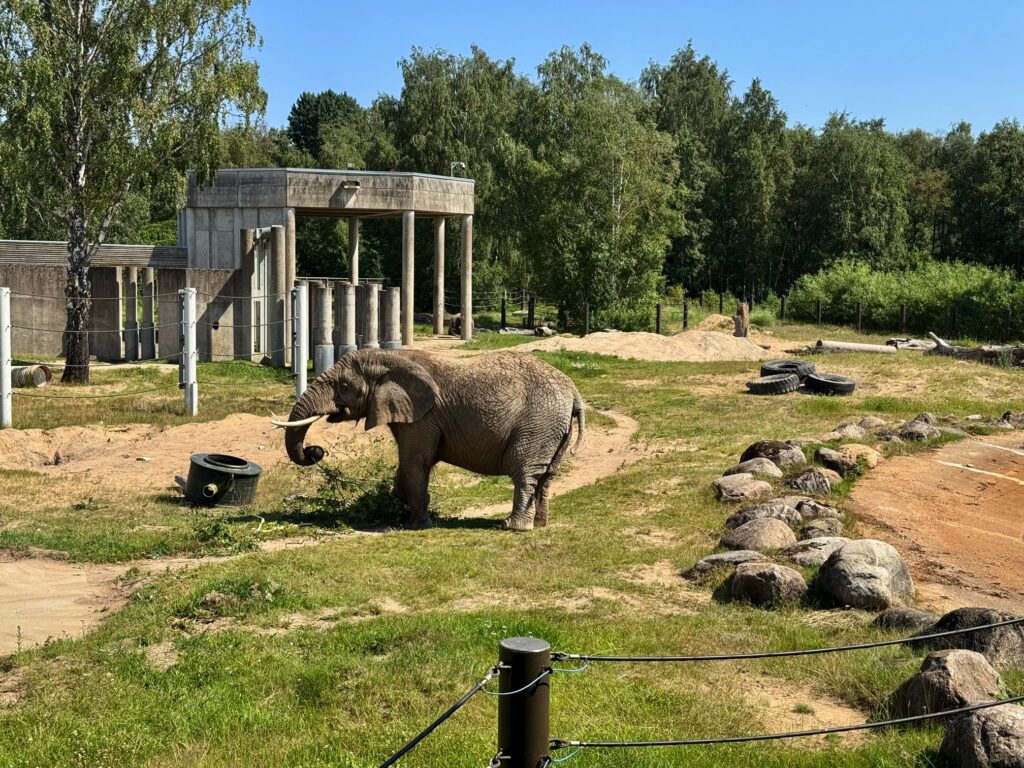 Tallinnan Eläintarha Norsu