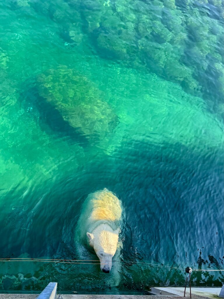 Tallinnan Eläintarha 104