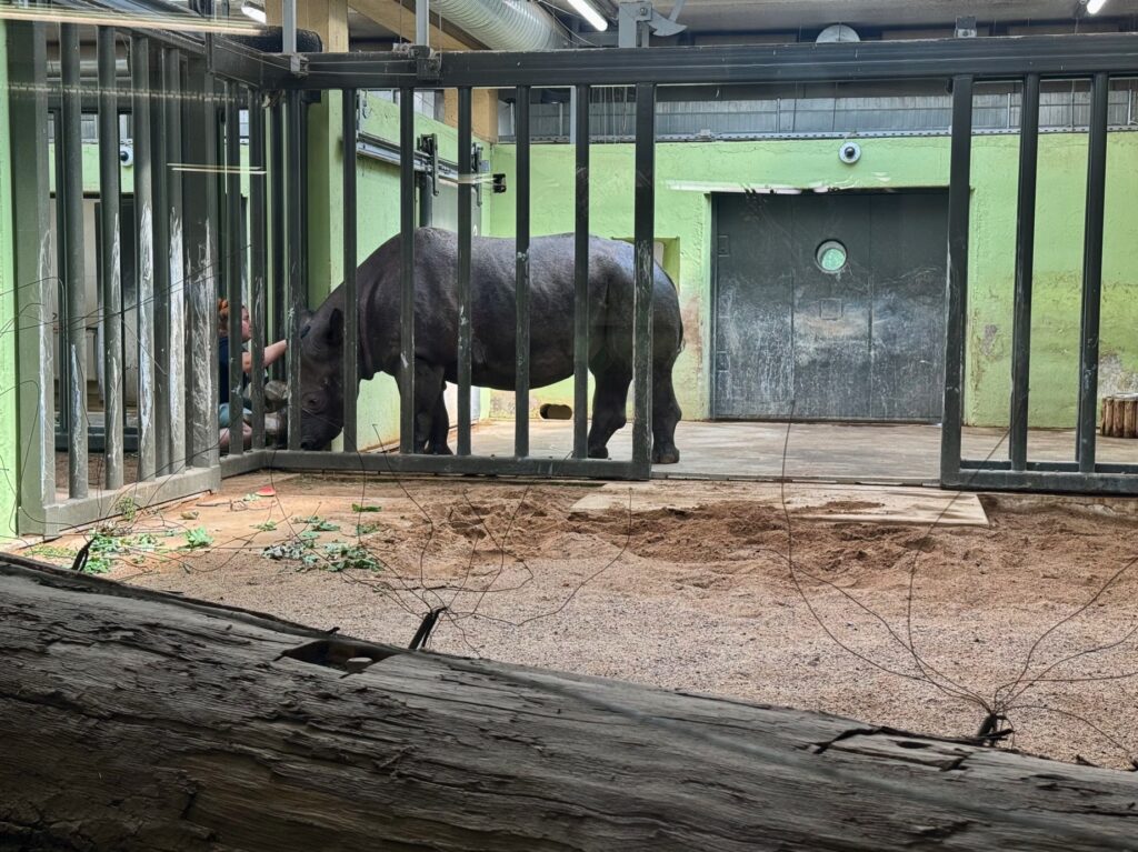 Tallinnan Eläintarha Sarvikuono