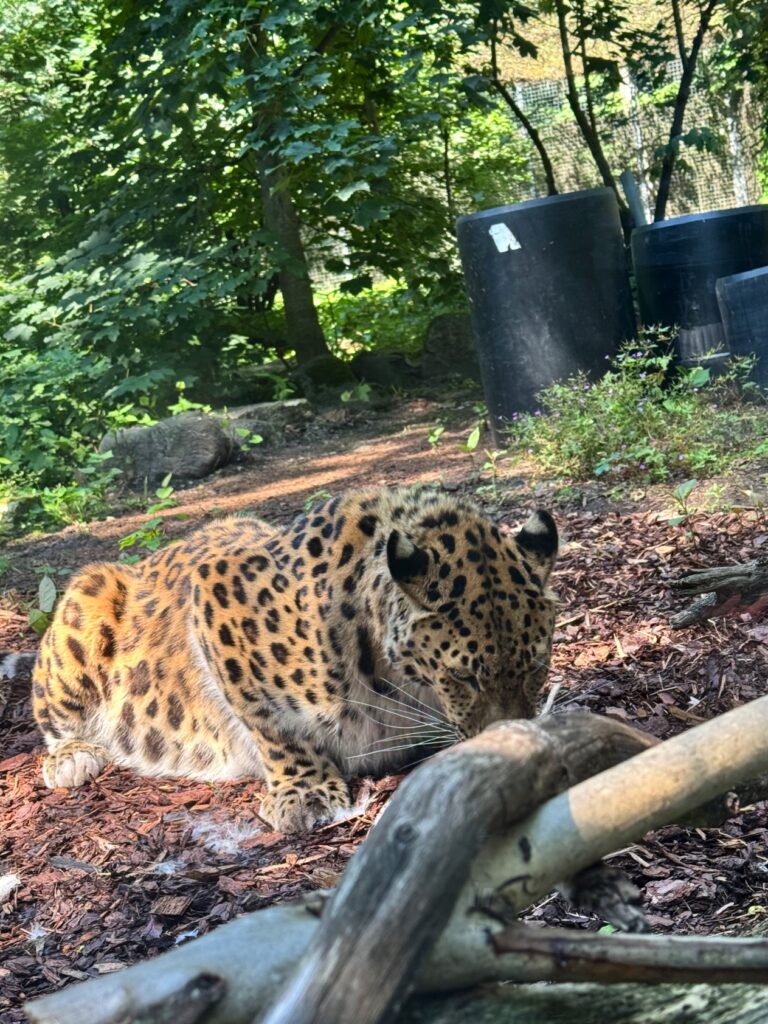 Tallinnan Eläintarha Leopardi