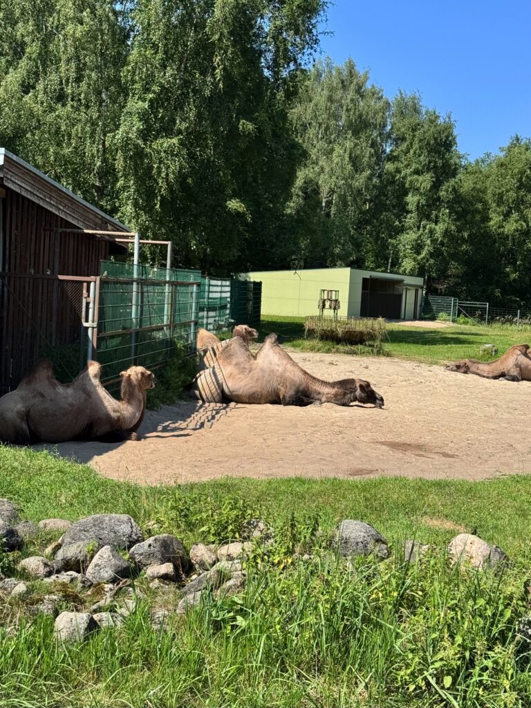 Tallinnan Eläintarha 79